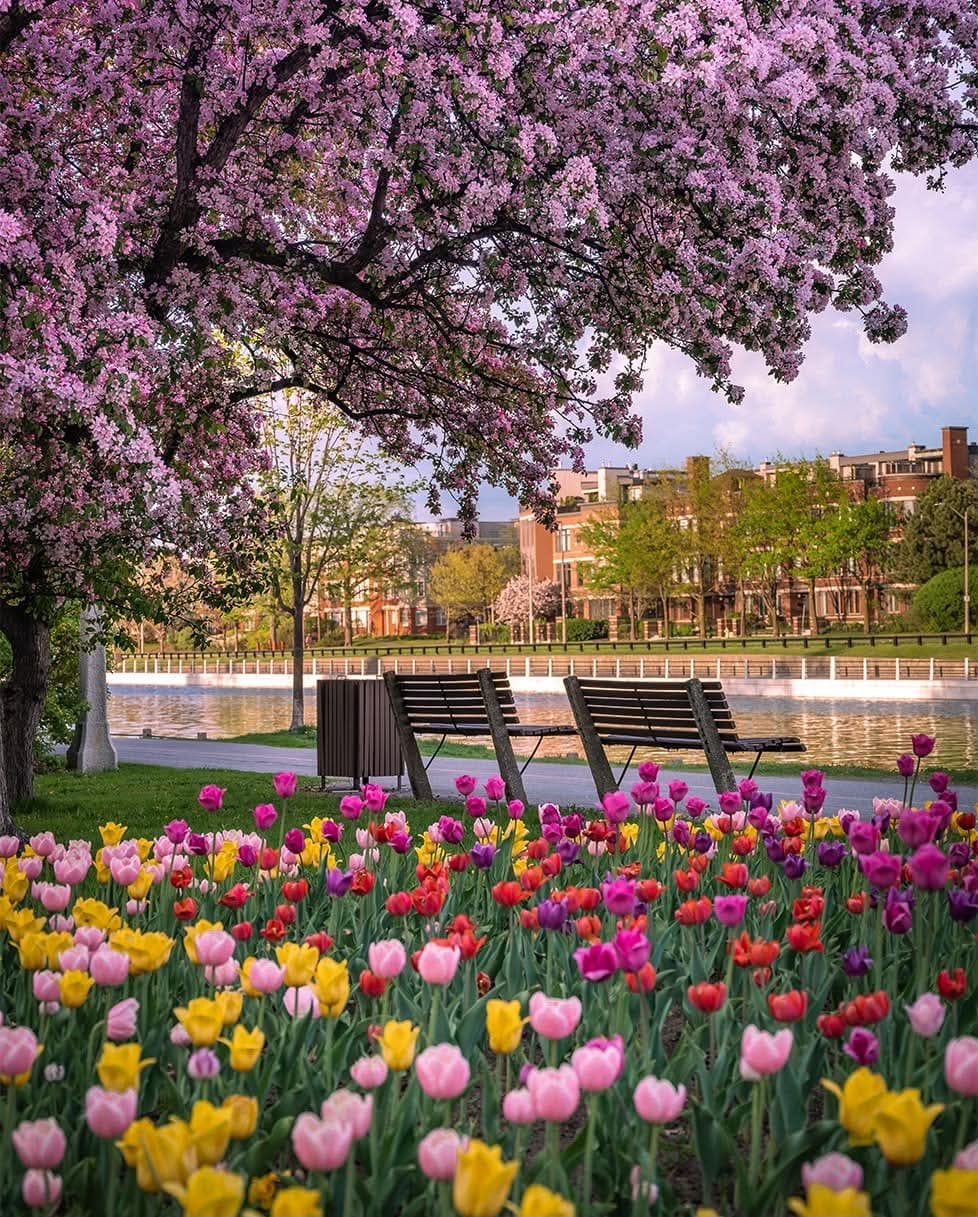 Cherry blossoms and tulips along the Ottawa River pathway